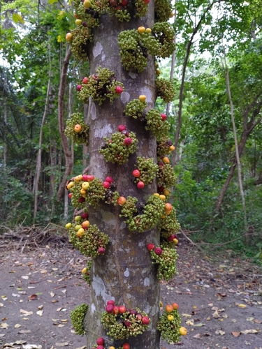 Ficus glomerata