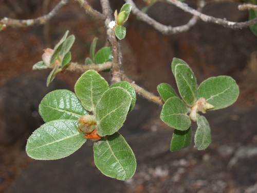 Ficus glumosa (African rock fig) — photo