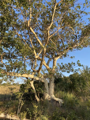 Ficus glumosa (African rock fig) — photo