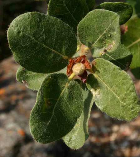 Ficus glumosa