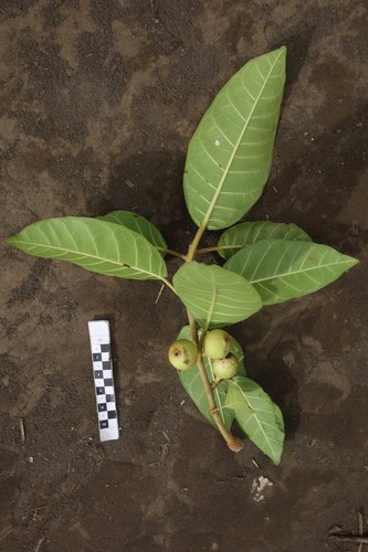 Ficus granatum