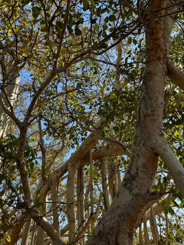 Ficus grevei — photo