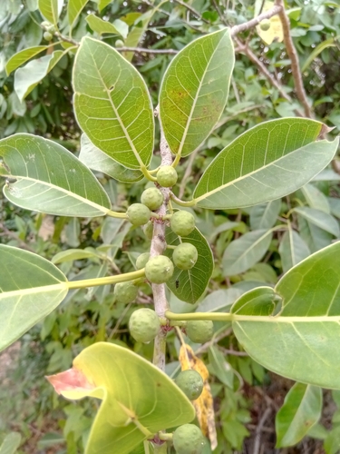 Ficus grevei