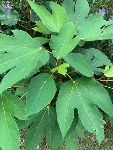 Ficus grossularioides (White-leafed fig) — photo