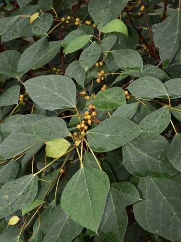Ficus grossularioides (White-leafed fig) — photo