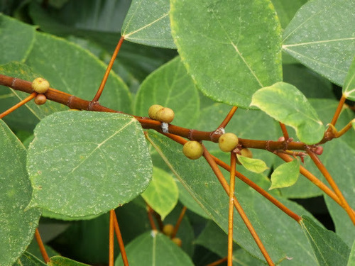 Ficus grossularioides