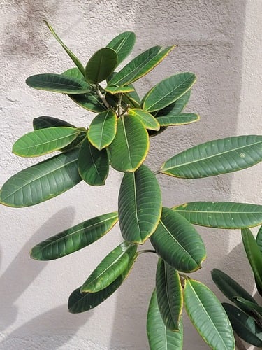 Ficus guianensis — photo