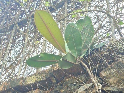 Ficus guianensis — photo