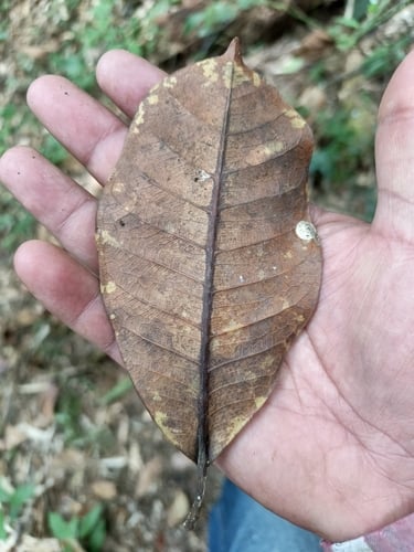 Ficus guianensis