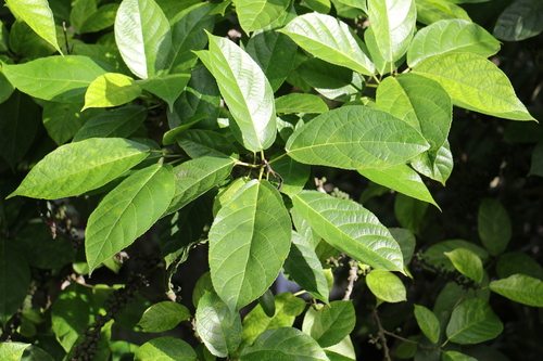 Ficus gul — photo