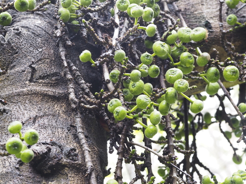 Ficus gul