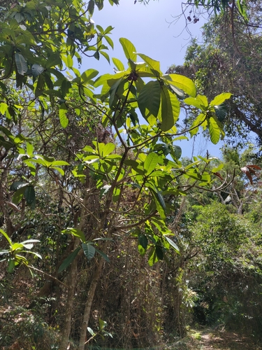 Ficus habrophylla (Giant leaf fig) — photo