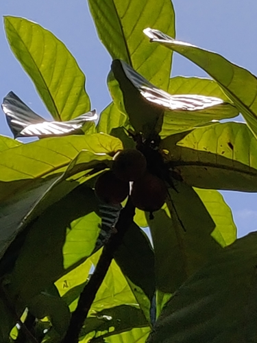 Ficus habrophylla (Giant leaf fig) — photo