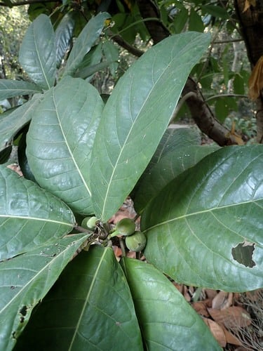 Ficus habrophylla