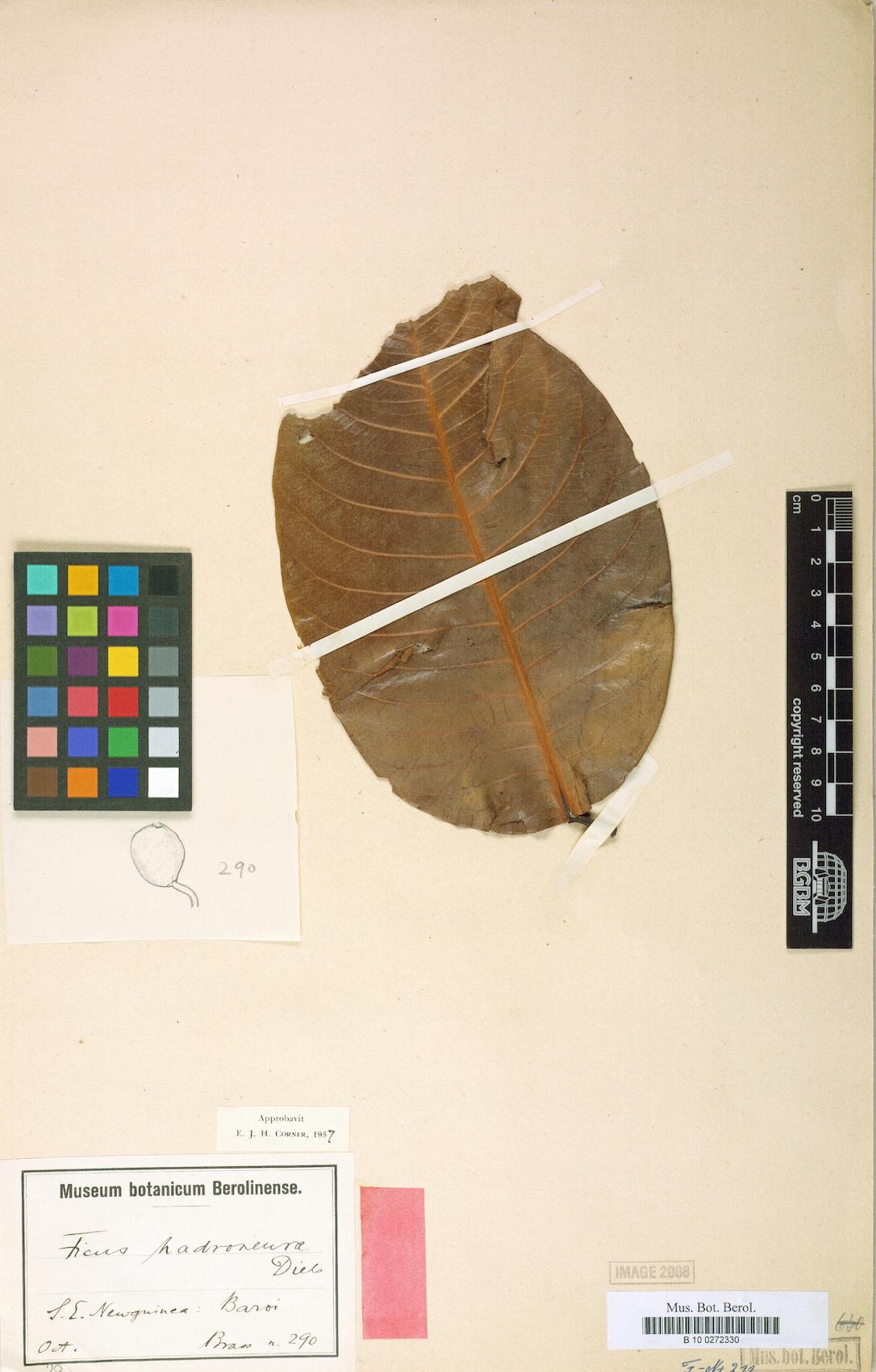 Ficus hadroneura — photo