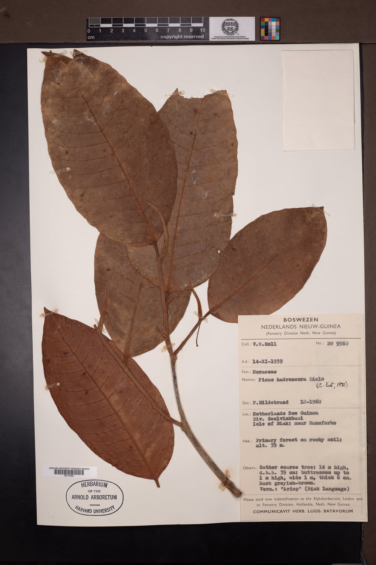 Ficus hadroneura