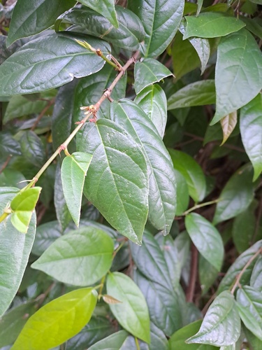 Ficus hederacea (Beduli) — photo