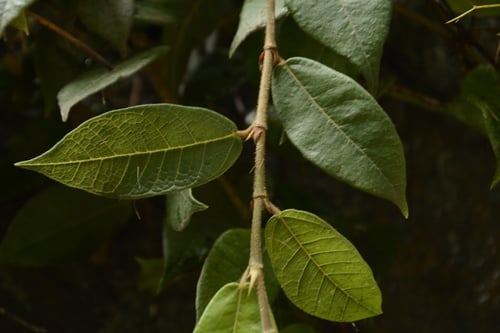 Ficus hederacea (Beduli) — photo