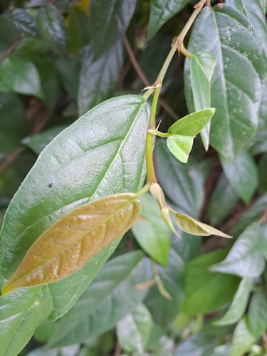 Ficus hederacea