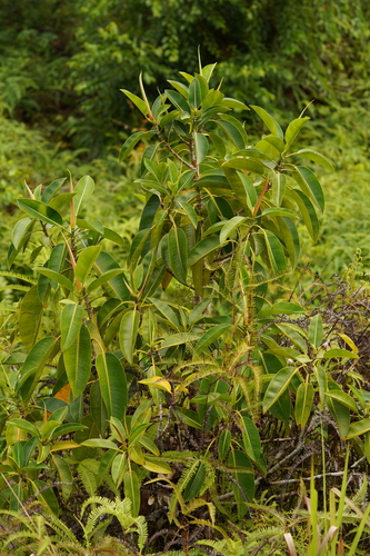 Ficus hesperidiiformis — photo