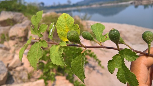 Ficus heterophylla (Creeping fig) — photo