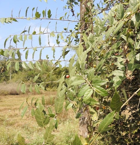 Ficus heterophylla
