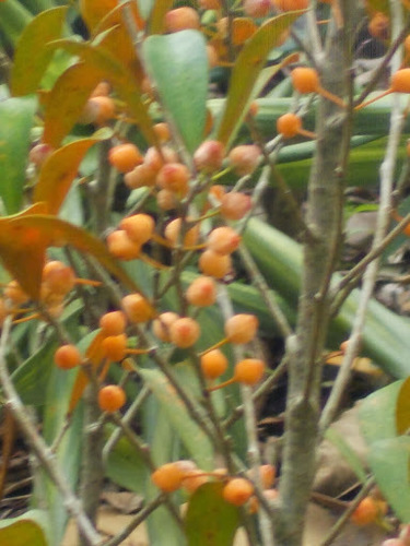Ficus heteropleura (Arapa wood fig tree) — photo