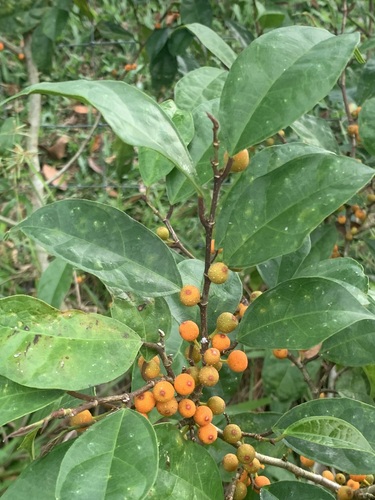 Ficus heteropleura