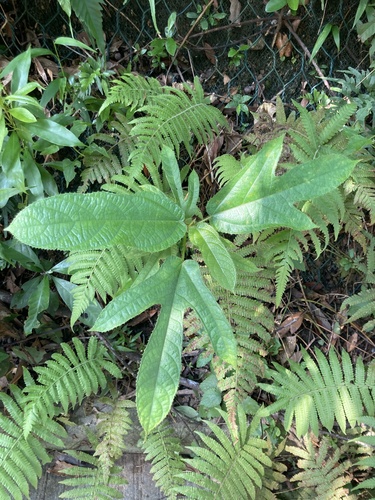 Ficus hirta (Five-finger hairy fig) — photo