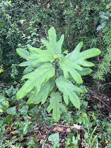 Ficus hirta (Five-finger hairy fig) — photo