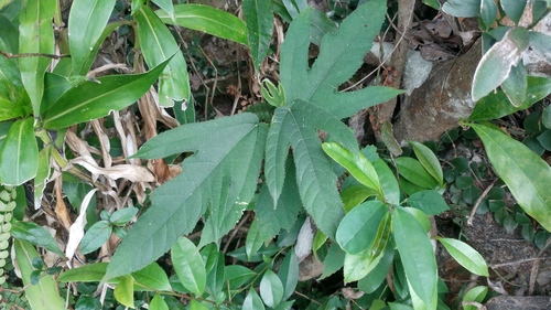 Ficus hirta