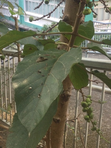 Ficus hispida (White Sandpaper Fig) — photo