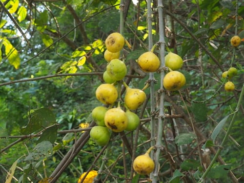 Ficus hispida