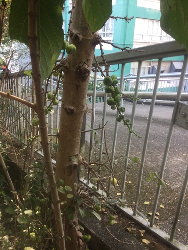 Ficus hispida (White Sandpaper Fig) — photo