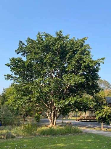 Ficus hookeriana