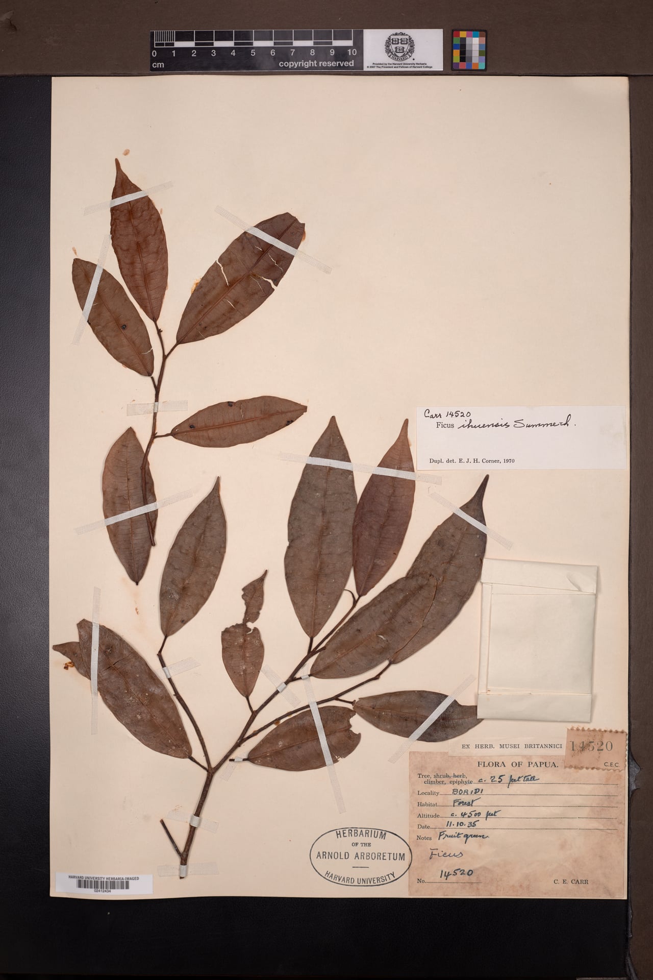 Ficus ihuensis — photo