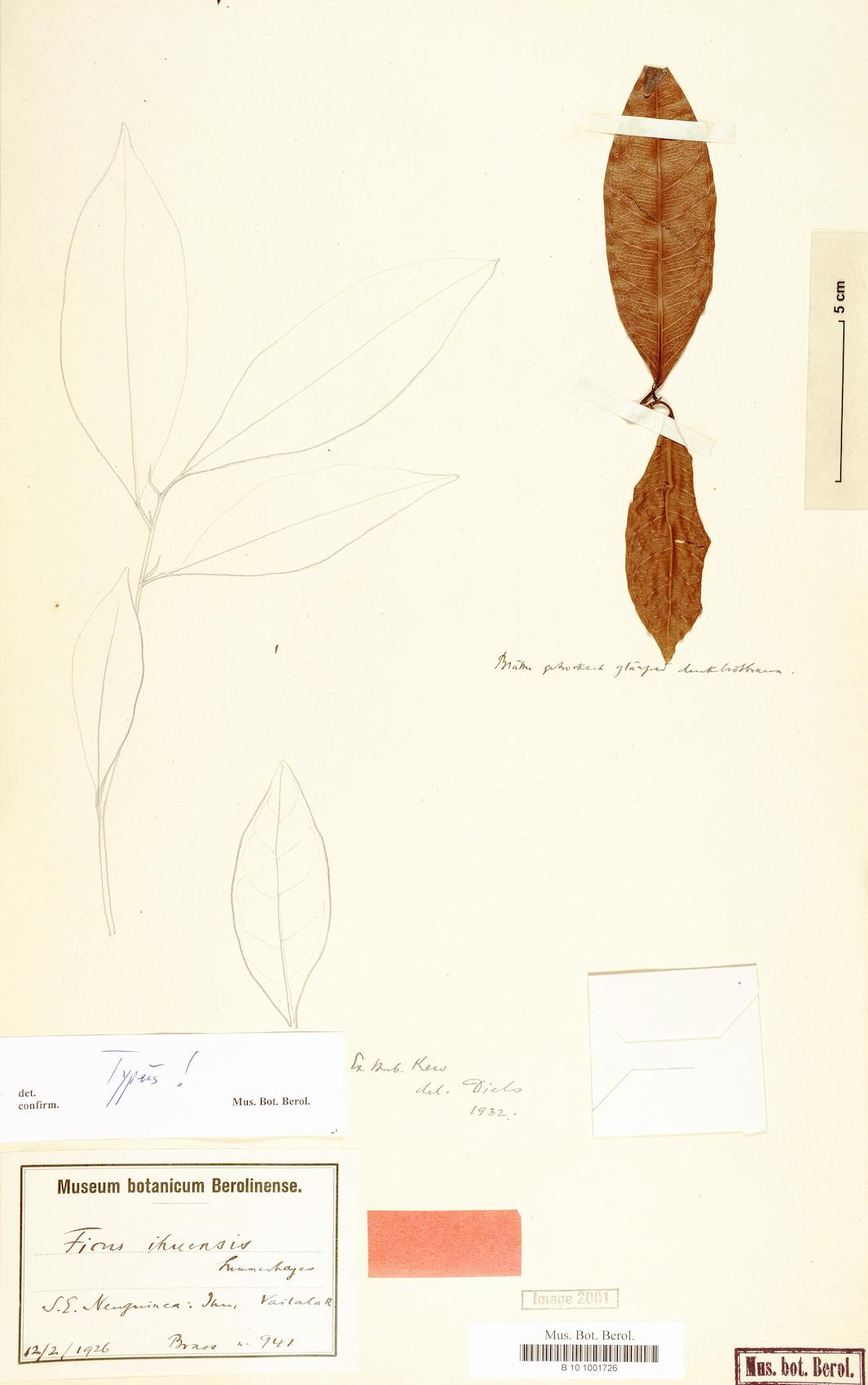Ficus ihuensis — photo