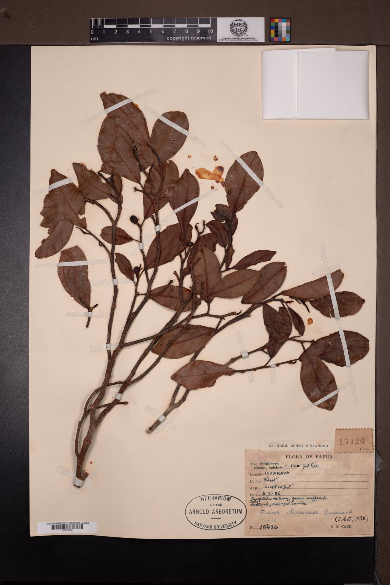 Ficus ihuensis
