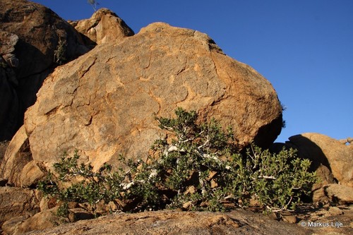 Ficus ilicina (Laurel fig) — photo