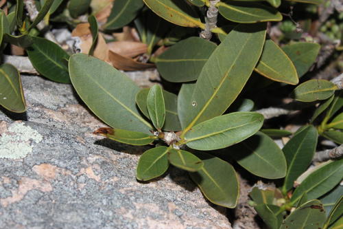 Ficus ilicina