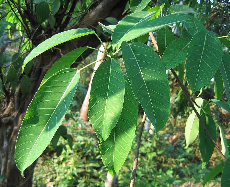 Ficus infectoria — photo