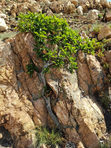Ficus ingens (Red-leaved rock fig) — photo