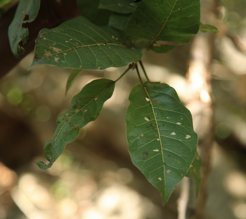 Ficus ingens (Red-leaved rock fig) — photo