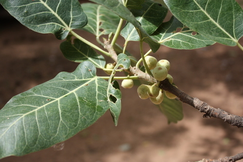 Ficus ingens