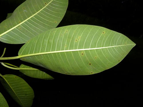 Ficus insipida (Caxinguba) — photo