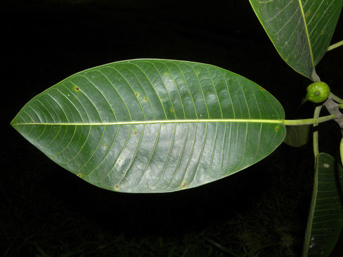 Ficus insipida (Caxinguba) — photo
