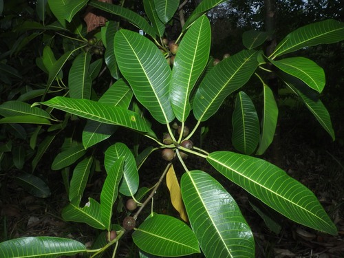 Ficus insipida