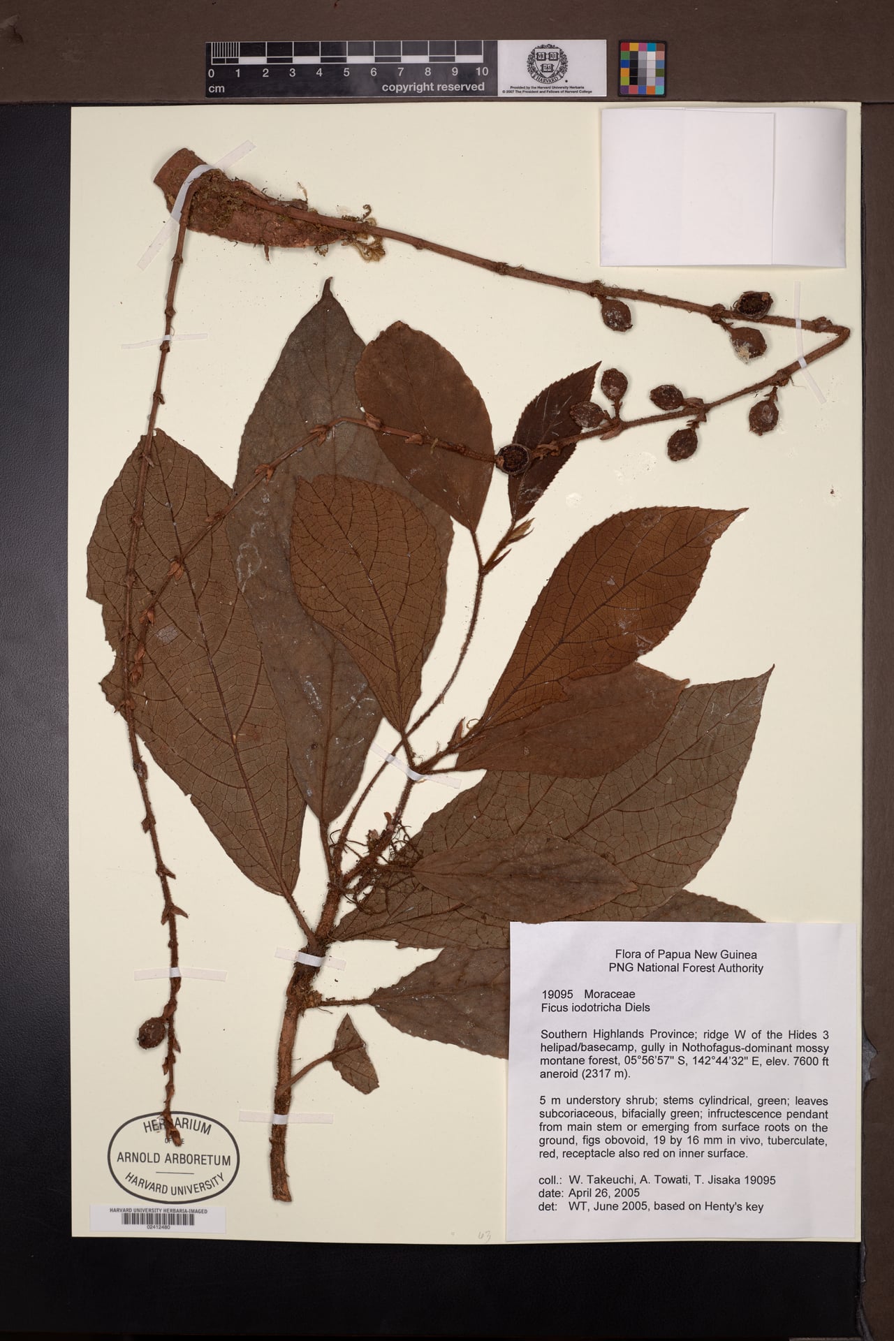 Ficus iodotricha — photo