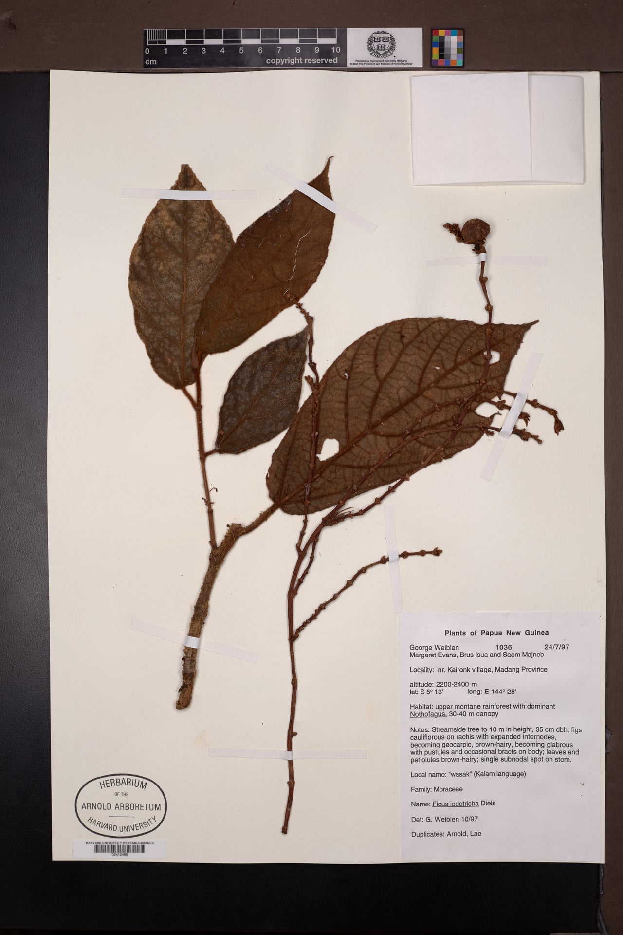 Ficus iodotricha — photo