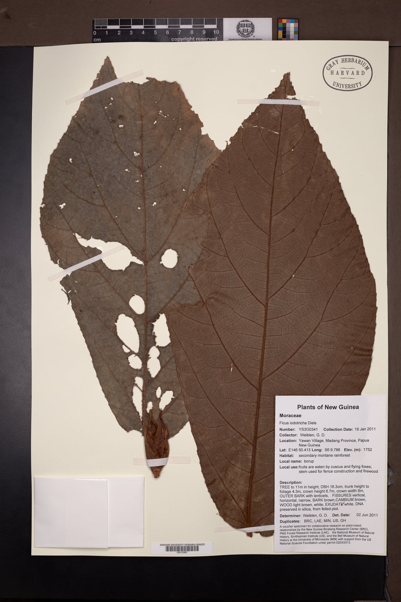 Ficus iodotricha